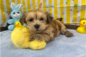 Graham - Havanese for sale
