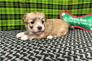 Gianna - puppy for sale