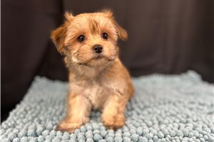 Gabriel - Havanese for sale