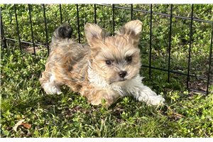 George - Havanese for sale