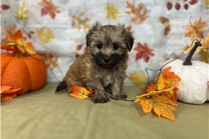Genesis - Havanese for sale