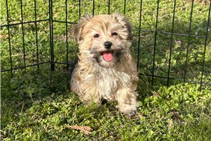 Genevieve - Havanese for sale
