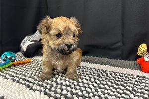 Griffin - Havanese for sale