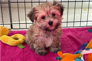 Genevieve - Havanese for sale