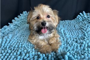 Griffin - Havanese for sale
