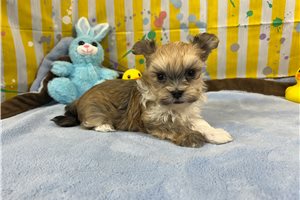 George - Havanese for sale