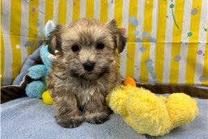 Genevieve - Havanese for sale