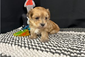Graham - puppy for sale