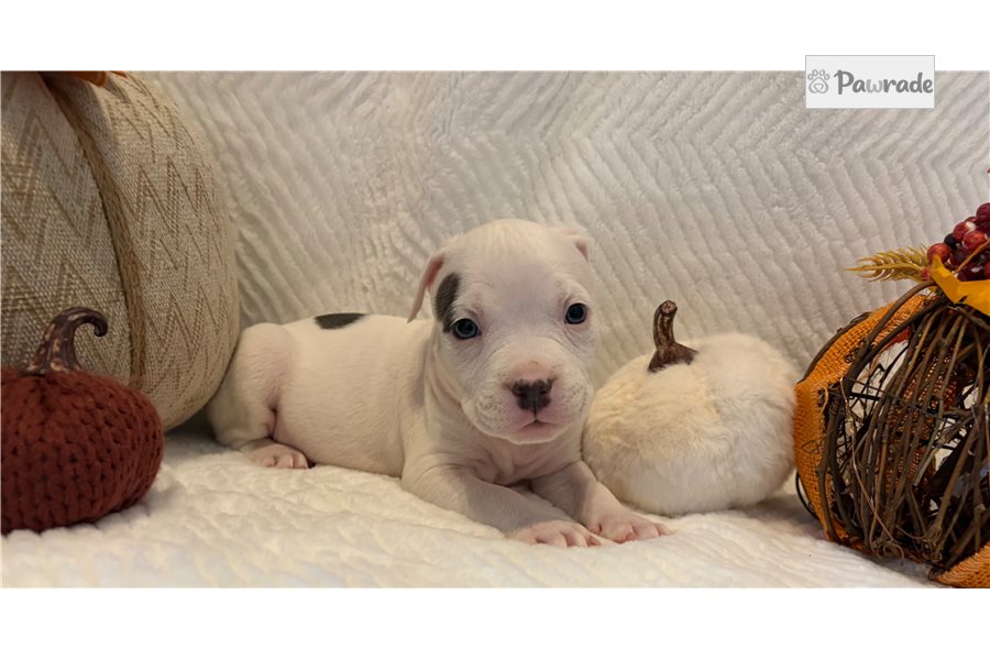 Harris - American Bully for sale