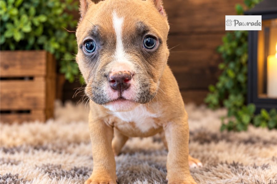 Harper, male American Bully puppy for sale