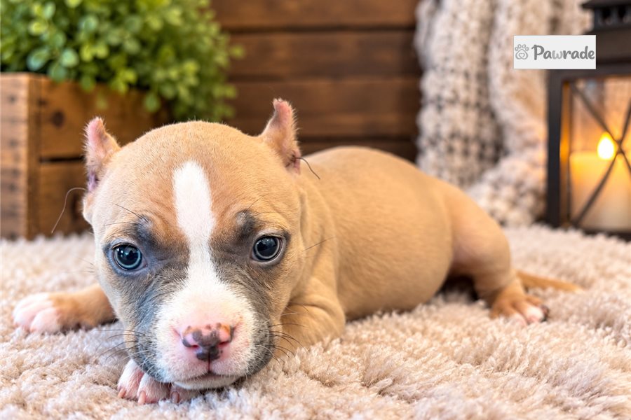 Hana, female American Bully puppy for sale