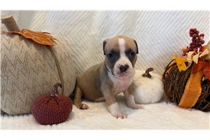 Halo - American Bully for sale