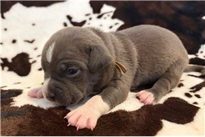 Hallie - puppy for sale