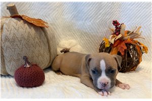 Hana - American Bully for sale