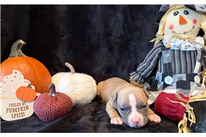 Hana - puppy for sale