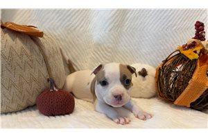 Harry, a American Bully puppy