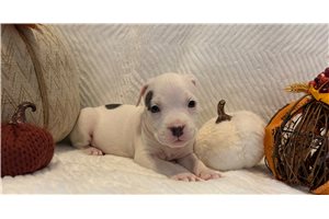 Harris, a American Bully puppy