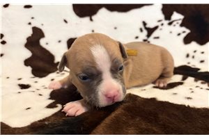 Hana - American Bully for sale