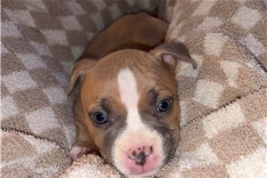 Hana - American Bully for sale