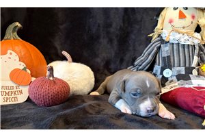 Hallie - puppy for sale
