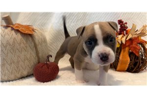 Herbie - American Bully for sale