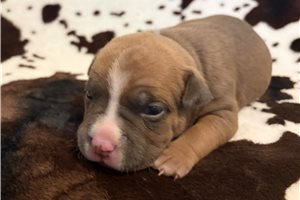Harper - American Bully for sale