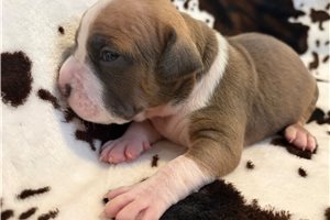 Halo - puppy for sale