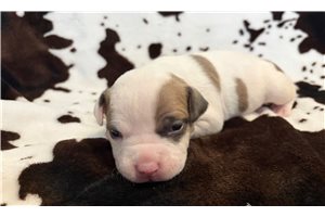 Harry - American Bully for sale