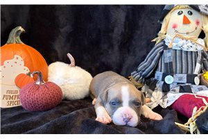 Herbie - American Bully for sale