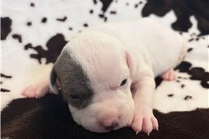Haley - puppy for sale