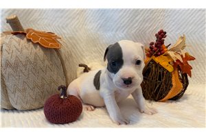 Haley - American Bully for sale