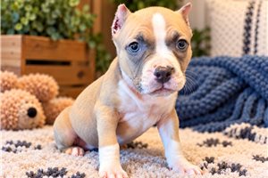 Halo - American Bully for sale