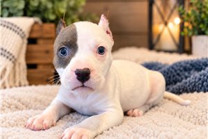 Haley - American Bully for sale