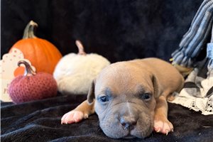 Hamill - puppy for sale