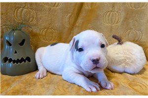 Harris - American Bully for sale