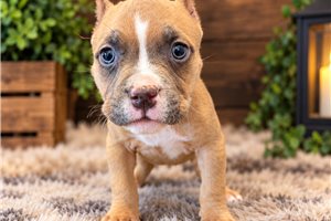Harper - American Bully for sale