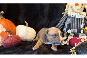 Harper - puppy for sale