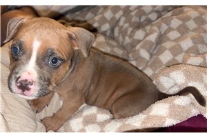 Harper, a American Bully puppy