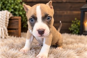 Herbie - American Bully for sale