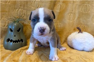 Herbie - American Bully for sale