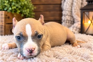 Hana - American Bully for sale