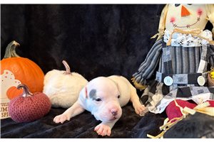 Harris - puppy for sale