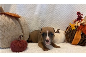 Harper - American Bully for sale