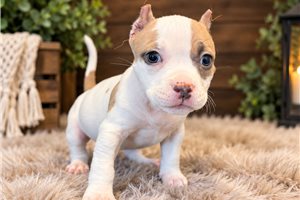 Harry - American Bully for sale