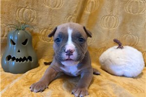 Harper - American Bully for sale