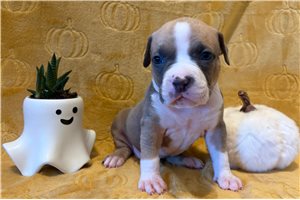 Halo - American Bully for sale