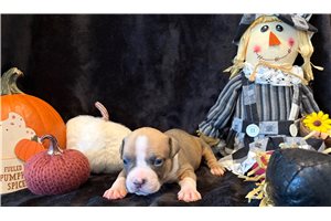 Halo - puppy for sale