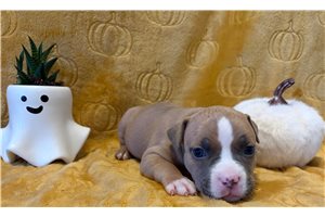Hana - American Bully for sale