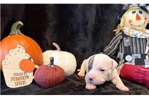 Haley - American Bully for sale