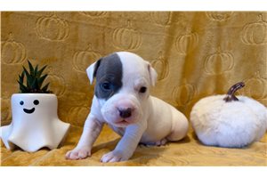 Haley - American Bully for sale